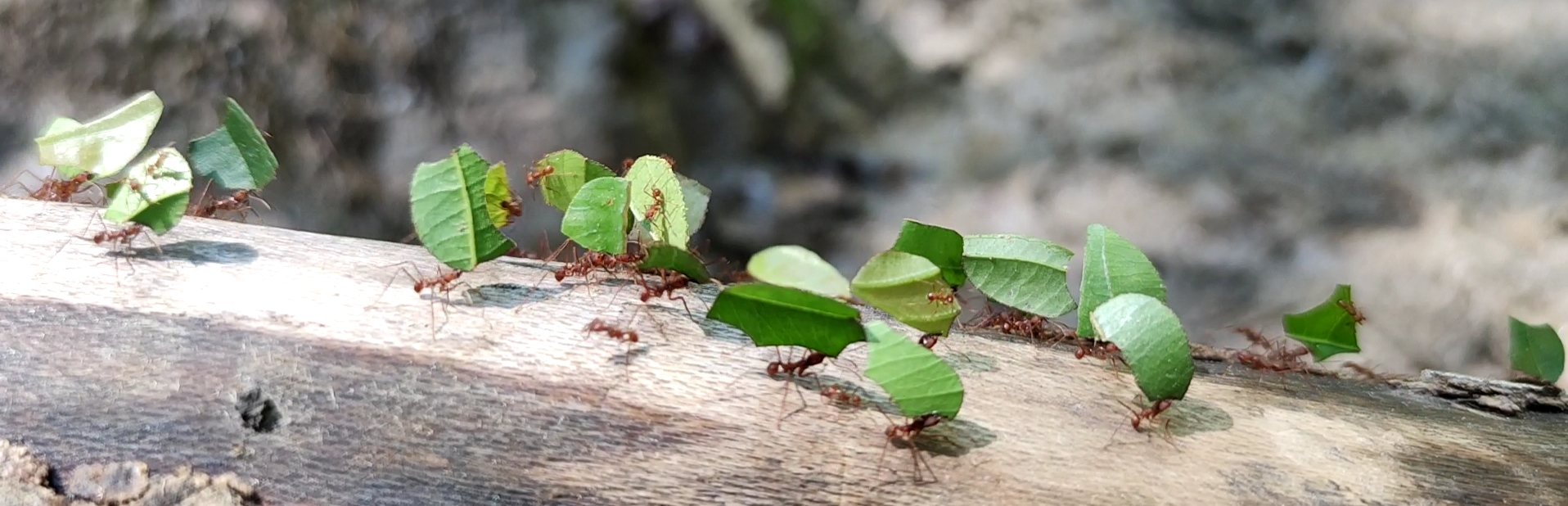 Blattschneiderameise Myrmicinae in Tena (Ecuador)